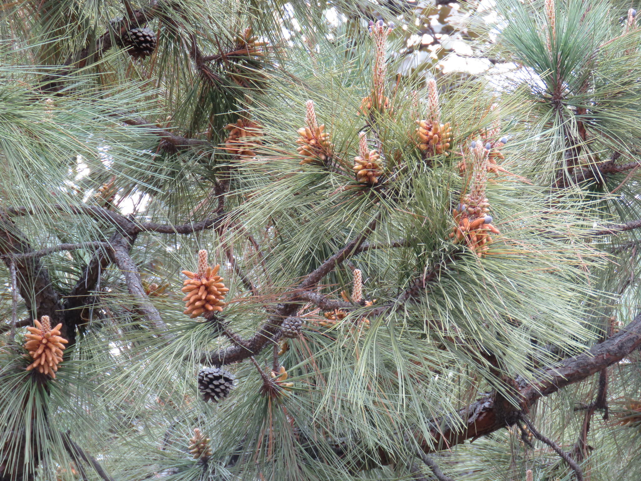 Pinus oocarpa